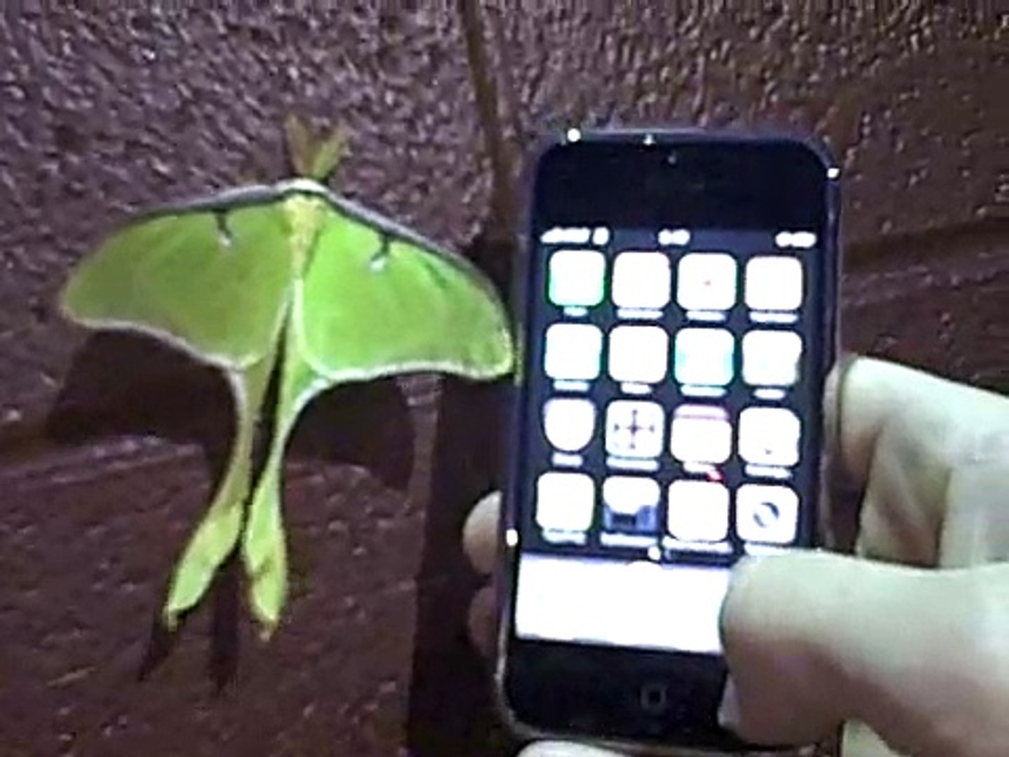 The mother of all moths