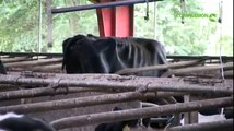 Investigation into the farming of dairy cows in Europe