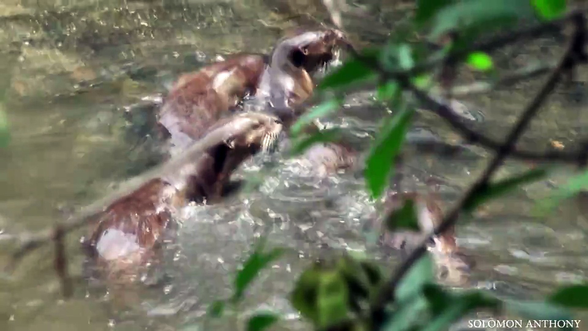 Wild Otters Singapore - Hunting Fish / Grouper