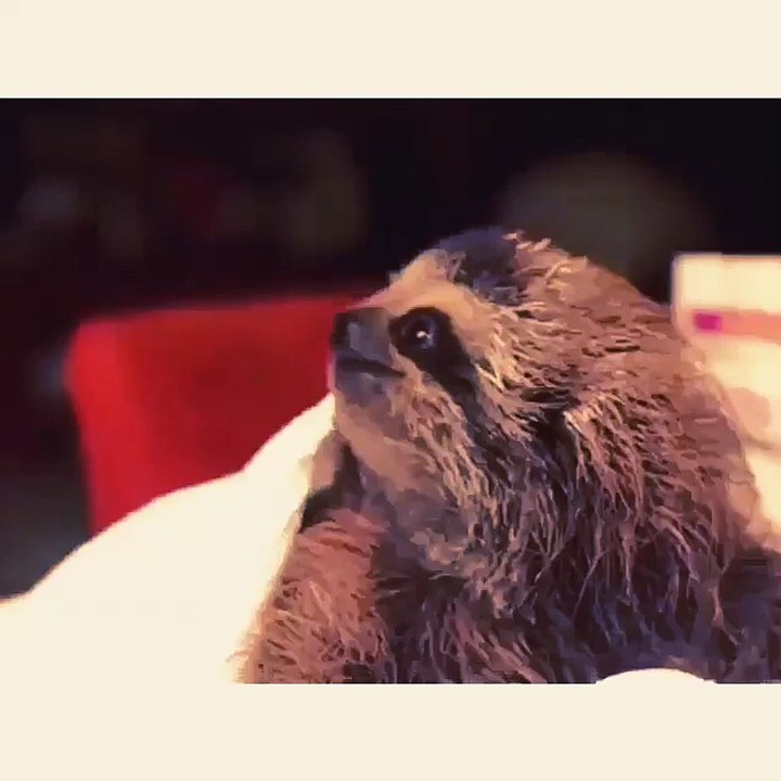 Three-toed Sloth Offers Flowers - Ленивец Дарит Цветы ! - Прикол !