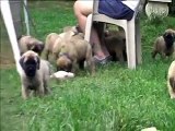 Mastiff Puppies - 6 weeks old