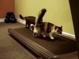 Treadmill Kittens BENNY HILL THEME (yakety sax)