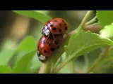 La reproduction de la coccinelle asiatique