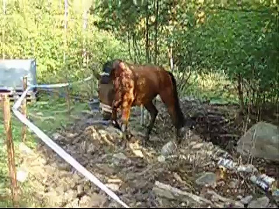 minu mieheni