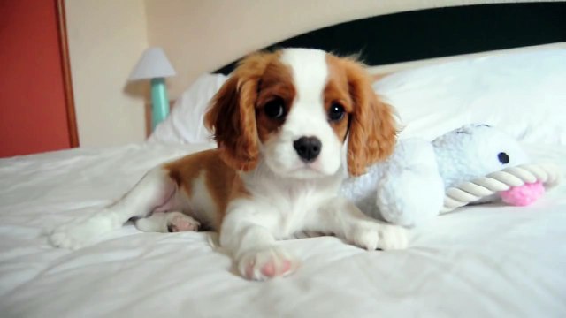 Brandy the cutest Cavalier King Charles Spaniel Puppy ever - Dog Baby at the Bed
