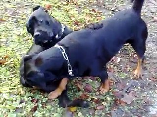 ROTTWEILER VS. CANE CORSO Bandi vs. Olstar