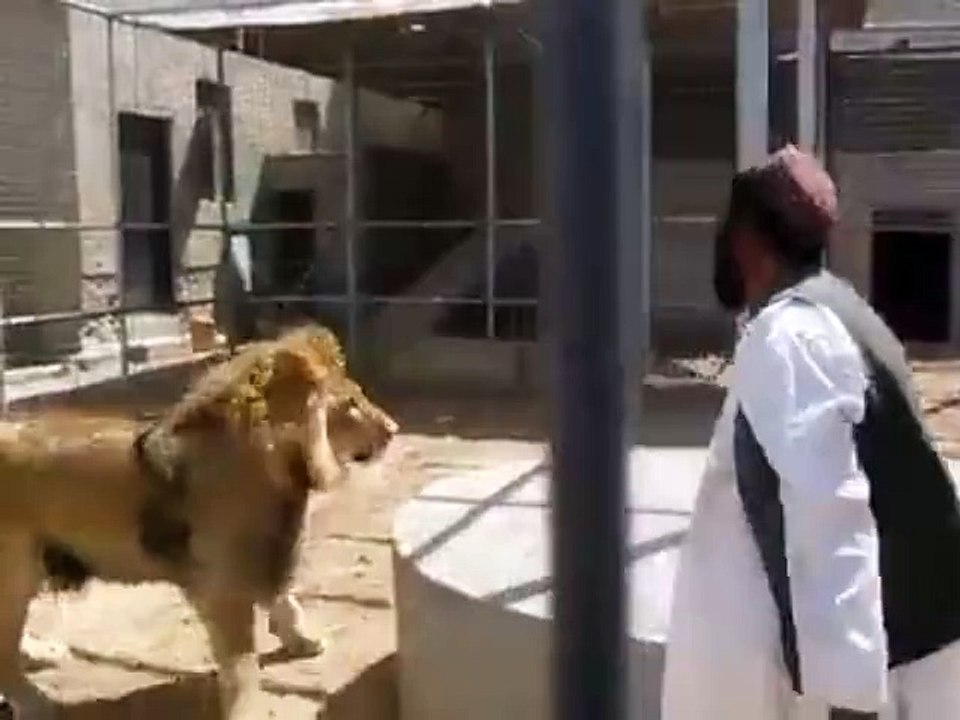 How to Control a Lion