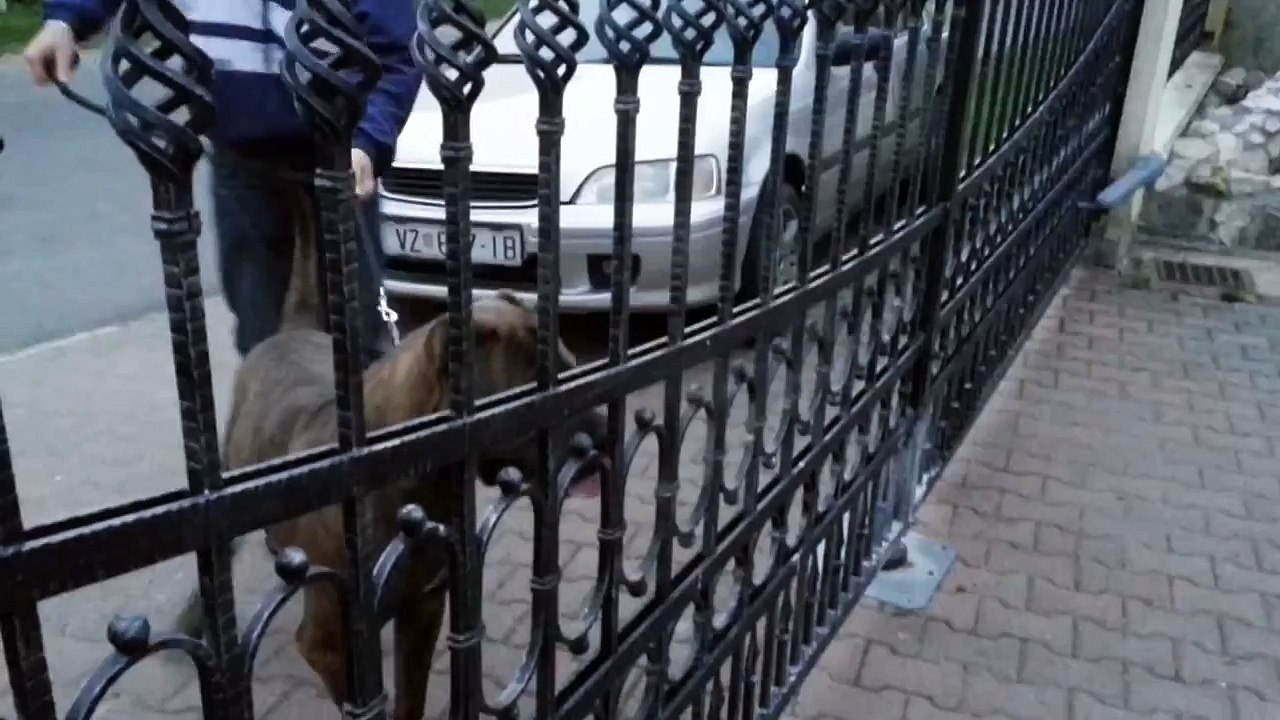 Dogo argentino vs Cane corso