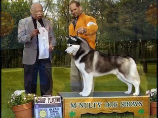 colores del husky siberiano