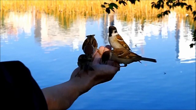 Кормление воробьев! Удивительное видео!