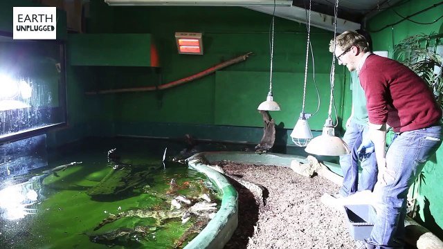 Crocodile attack in slow motion - Slo Mo #21 - Earth Unplugged