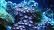 JBJ Nano Cube Reef Tank 12 Gallon - VIdeo #2