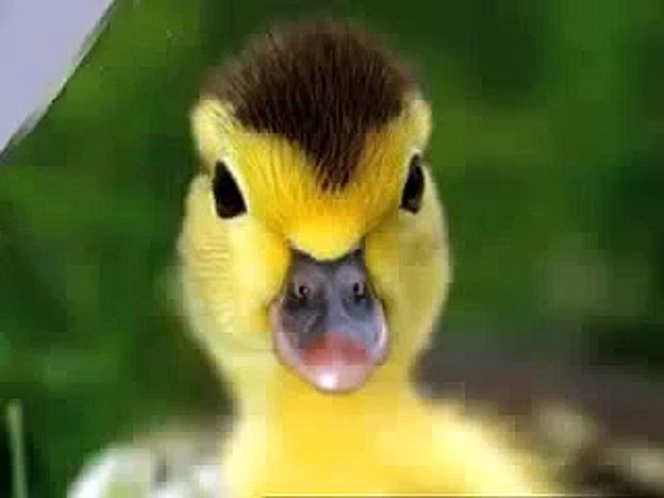 Baby Mozart Discovery Kit Animals Baby Einstein