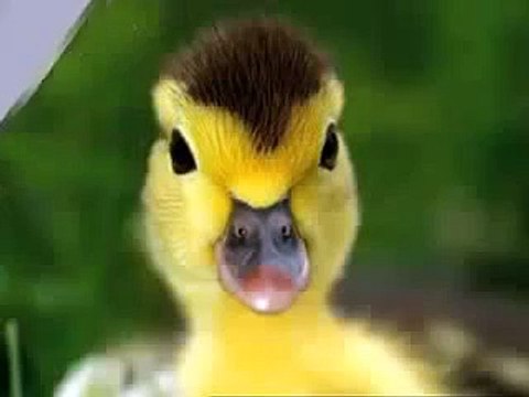 Baby Mozart Discovery Kit Animals Baby Einstein