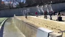 Un chien trop heureux de jouer dans des jets d'eau