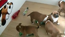 88ème vidéo Le jeu à bouteille avec les chiots de Staffordland