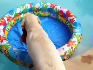 Posé dans la piscine on est bien