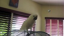 Cockatoos are People Too!