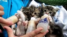 Abbandonati alla nascita, gattini affamati sfamati dall'uomo