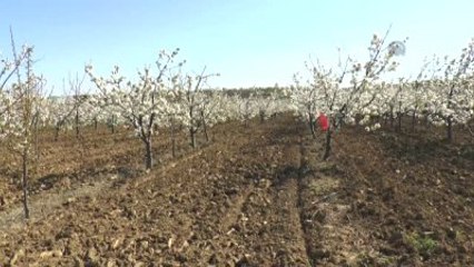 Tekirdağ Kirazı Bu Yıl Daha Kaliteli Olacak"