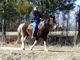 Grandma Safe Bombproof Gaited Trail Horse For Sale - Shasta.wmv