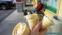 Cute Dog Eats Ice Cream - Happy 7th Birthday Oakley Siberian Husky