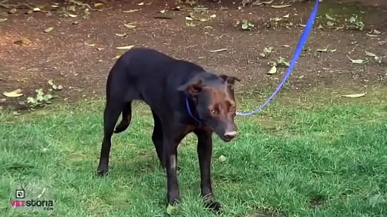 Tetanus In Dogs
