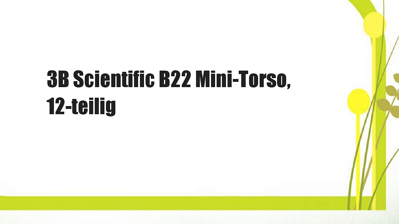 3B Scientific B22 Mini-Torso, 12-teilig