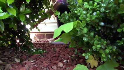 Kids in The Swimming Pool - Girls and Dad Reality VLOG Video