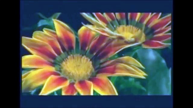 ЕСЛИ БЫ ТЫ ЗНАЛ -Виолетта Дядюра VIA-Летта и Андрей Ковалев