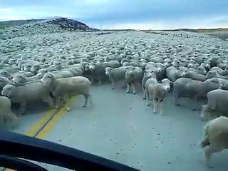 A huge flock of sheep on the road (Chile)