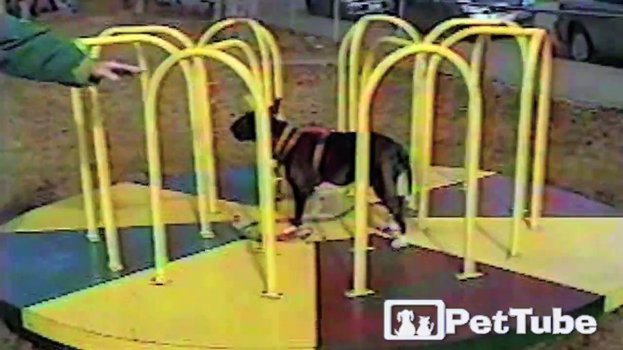 Bull Terrier Balancing Act