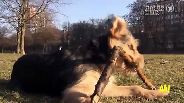 Warum heben Hunde beim Pinkeln ein Bein? | Wissen macht Ah! | DAS ERSTE | WDR
