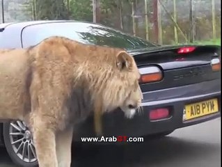 اسد يقوم بابتلاع سيارة كاملة من شدة الجوع !!!!!