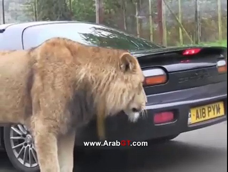 اسد يقوم بابتلاع سيارة كاملة من شدة الجوع !!!!!