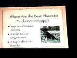 Choosing GSD Puppies - German Shepherd Puppies
