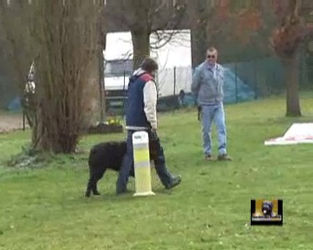 French ring Brevet - Buddy de la Velerie - Bouvier des Flandres