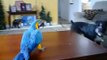 Onyx our black boxer dog playing with willy our macaw blue and gold bird