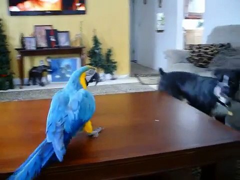 Onyx our black boxer dog playing with willy our macaw blue and gold bird