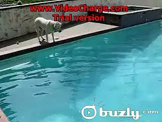 Dive Dog?syndication=228326