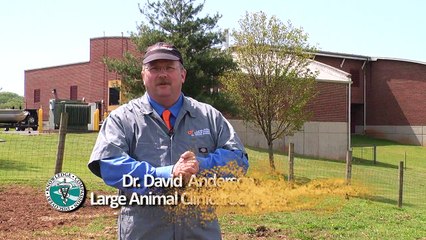 UT Veterinarians Discuss Pregnancy Testing in Cattle