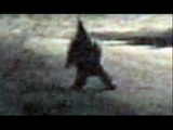 10 Grey Alien Sightings Caught on Tape. Scary. Weird Creatures.