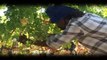 Stellenbosch Cape Winelands South Africa - Visit Africa Travel Channel