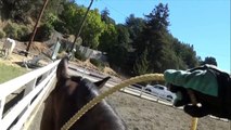 Free Jumping - FIRST Time Jumping with NO Bridle - OTTB
