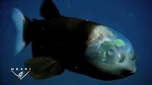 Il pesce con la testa trasparente