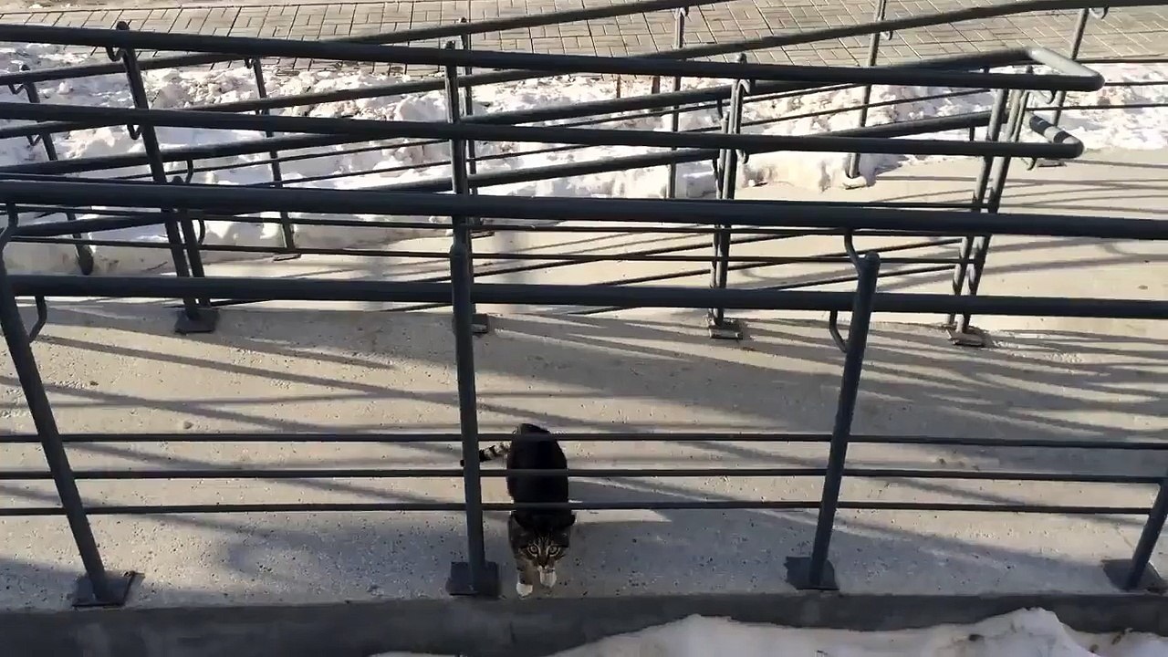 cute cat-Кот домой пришел