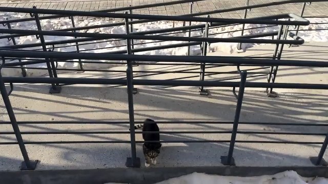 cute cat-Кот домой пришел