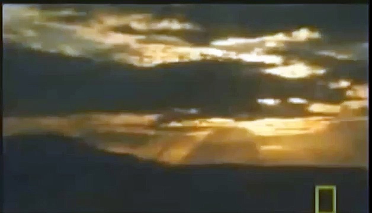 one lion win aganist 4 mala lions اسد ينتصر على 4 اسود