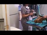 Mobile Animal Surgical Hospital Video Tour.