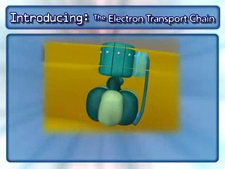 electron transport chain